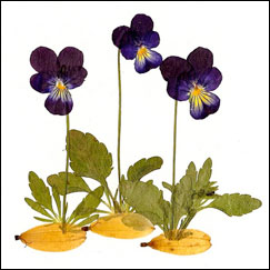 3 Pansies by Christl Iausly