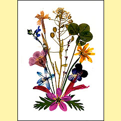 Wildflower Bouquet by Christl Iausly