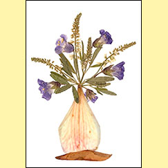 Pressed Flower Vase by Christl Iausly